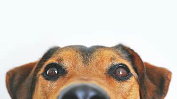 Cuide bem do seu cão - pexels
